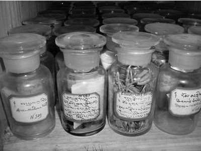 Коллекция лекарственных растений,хранящаяся в имении Рерихов в НаггареФото автора, 2004 г.