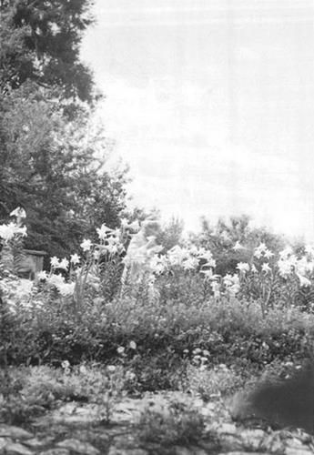 20. Елена Ивановна Рерих в своем саду 1949–1955. Калимпонг, Индия